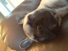 August 2013 Frenchie of the Month Contest! ~ENTER HERE~