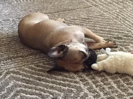 Too much of the zoomies
