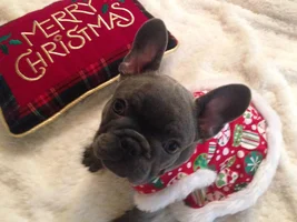 4 PAW MEMBERS!! Please vote for your favorite Dressed Up Frenchies!