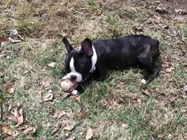 4 Paw Members, Please vote for July Frenchie of the Month!