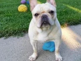 Winnie~~Available For Adoption in the Chicago Area