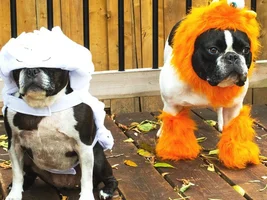 Costume or no costume?