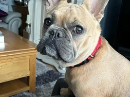 📷 Please submit a photo for the French Bulldog News Header & Logo!