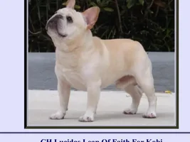Some Frenchie eye candy
