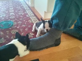 Getting the smaller pups in the litter. Will they catch up?