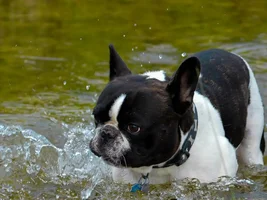 Does your Frenchie like water?