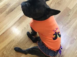 ~ ENTER HERE ~ November Frenchie of the Month ~ Turkey Leg Contest!