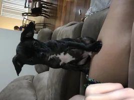 Lazy ears