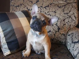 Dougie - from Oakville Ontario Canada