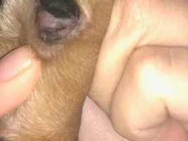 Peeling/dry paw
