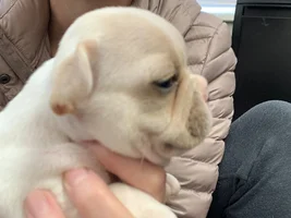 Trying to decide about a puppy