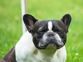 Wally's many grass eating faces