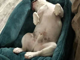 4 PAW MEMBERS!!!  Please VOTE for your favorite LAZY Frenchies!