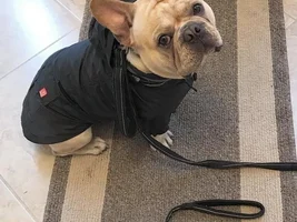 ~ENTER HERE~ May 2019 Frenchie of the Month Contest: My Favorite Picture