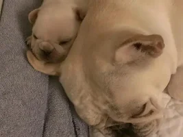 More pup pics