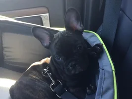 Brought my new baby girl home last week...