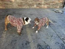 I've Got 2 Tigers Playing On My Patio!