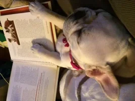 ~ENTER HERE~ August Frenchie of the Month "Sleepy Frenchies"