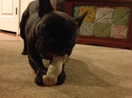 Frenchie Butt!