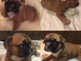 Adding a puppy to the family!