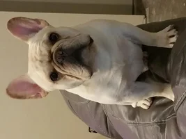 ~ENTER HERE~ September Frenchie of the Month - FRENCHIE-TUDE