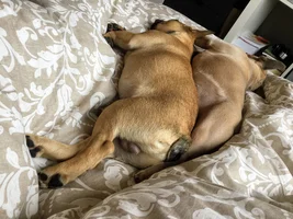 Hugo & Maple