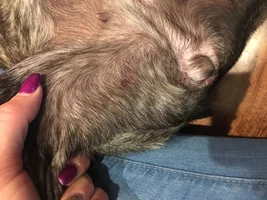 Are these hives?