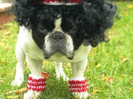 ~ENTER HERE~ October Frenchie of the Month Contest