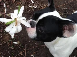 Sometimes you have to stop & smell the flowers!