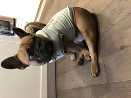 ~ENTER HERE~ November Frenchie of the Month "Turkey Legs"