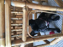 ~ENTER HERE~ September Frenchie of the Month ~FRENCHIE-TUDE~