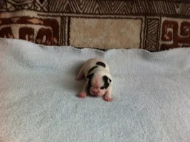 Muffin - sweet bulldog from Russia :)