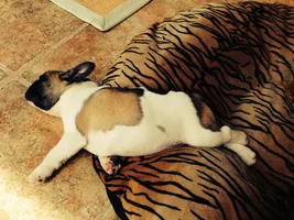 VOTE NOW! Snoring Snoozing Frenchie Contest!