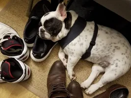 ~ENTER HERE~ August Frenchie of the Month "Sleepy Frenchies"
