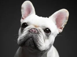 Hi Frenchie Fam!