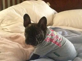 November 2013 Frenchie of the Month Contest ~ENTER HERE~