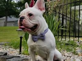 4 PAW MEMBERS!!!!   Please vote for your favorite FRENCHIE FACES!