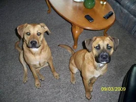 Breed specific legislation