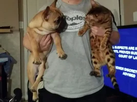 Frenchie vs. Bengal