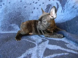 Bear and his Flamboyant Ear