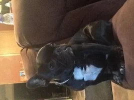 September 2013 Frenchie of the Month Contest ~ENTER HERE~