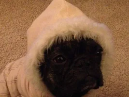 January 2015 Frenchie of the Month Contest