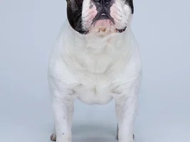 Muffin - sweet bulldog from Russia :)