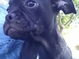 Is this a pure bred french bulldog?