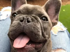 4 PAW MEMBERS!!!  Please VOTE for your favorite Moms and Dads!