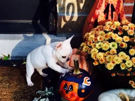 October Frenchie of Month, 4 Paw Members PLEASE VOTE!!