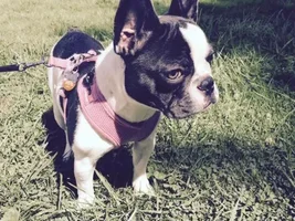 4 PAW MEMBERS ~ VOTE NOW ~ September Frenchie of the Month :D