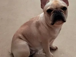 🥇 February 2025 - French Bulldog Photo of the Month