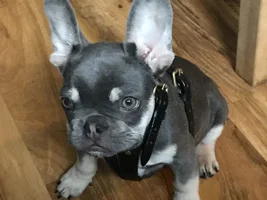 Henry/new member