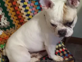 4 Paw Members, PLEASE VOTE for your favorite Turkey Legs!